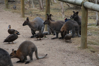 Le sanctuaire des kangourous